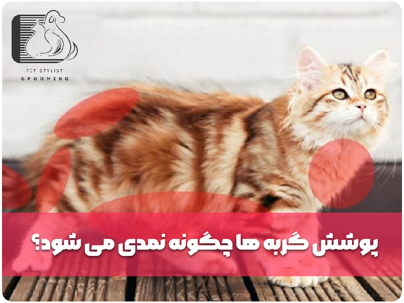 پوشش گربه‌ها چگونه نمدی می‌شود؟
